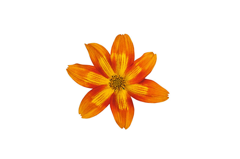 Bidens ferulifolia Bee 'Funny Honey'