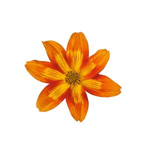 Bidens ferulifolia Bee 'Funny Honey'