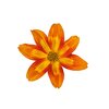 Bidens ferulifolia Bee 'Funny Honey'
