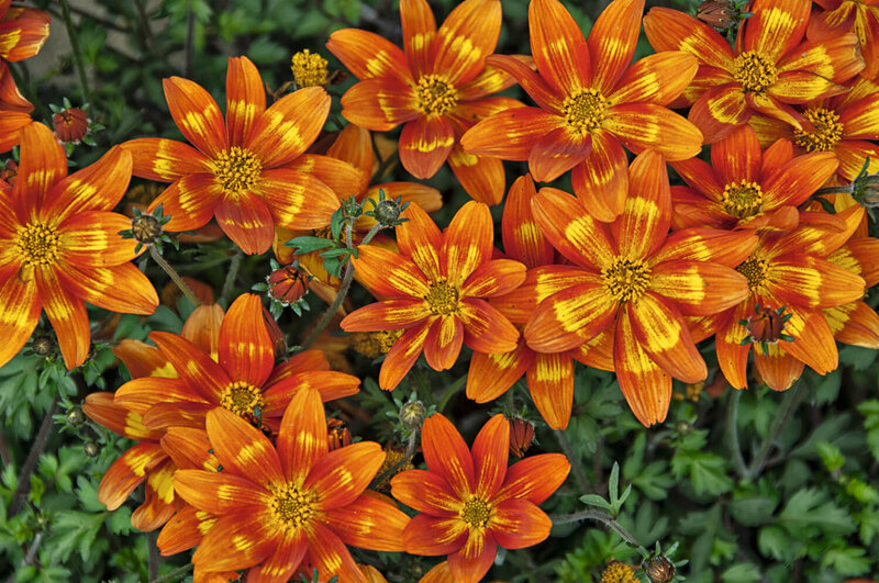 Bidens ferulifolia Bee 'Funny Honey'