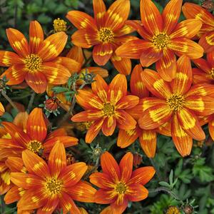 Bidens ferulifolia Bee 'Funny Honey'
