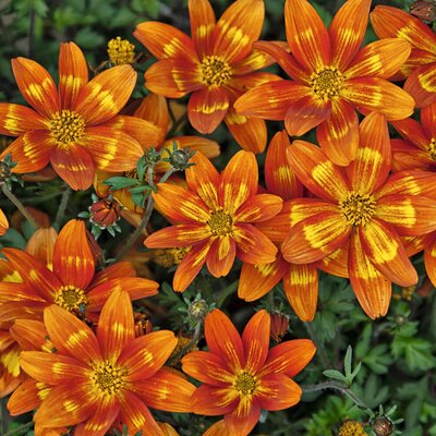 Bidens ferulifolia Bee 'Funny Honey'