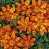 Bidens ferulifolia Bee 'Funny Honey'