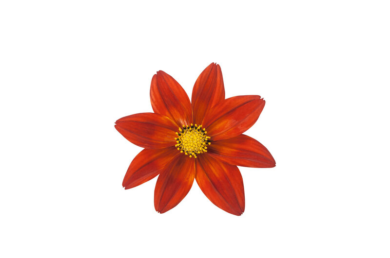 Bidens ferulifolia 'Nice'n Spicy'