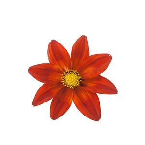 Bidens ferulifolia 'Nice'n Spicy'