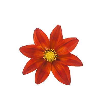 Bidens ferulifolia 'Nice'n Spicy'
