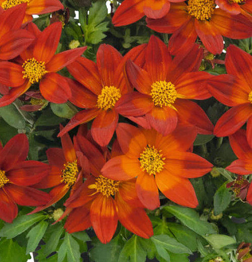 Bidens ferulifolia 'Nice'n Spicy'