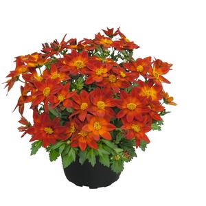 Bidens ferulifolia 'Nice'n Spicy'