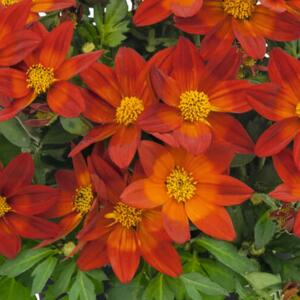 Bidens ferulifolia 'Nice'n Spicy'