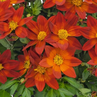 Bidens ferulifolia 'Nice'n Spicy'