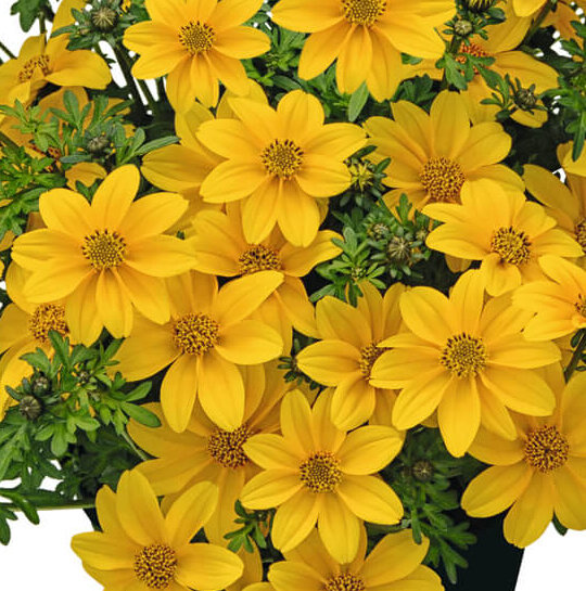 Bidens ferulifolia 'Sweetie'