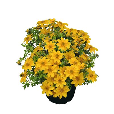 Bidens ferulifolia 'Sweetie'