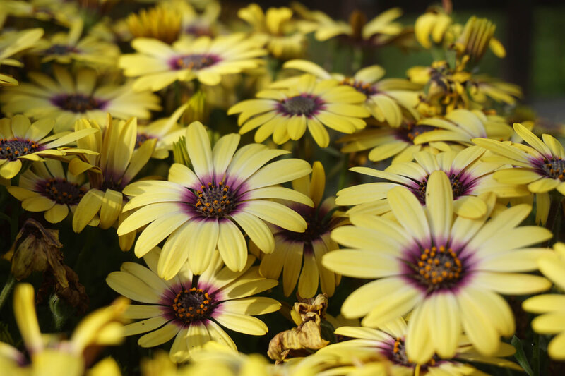 Osteospermum - Hybriden