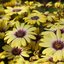 Osteospermum - Hybriden