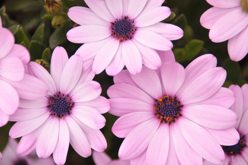 Osteospermum - Hybriden