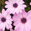 Osteospermum - Hybriden