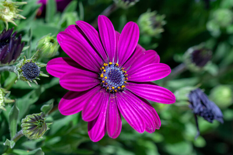Osteospermum - Hybriden