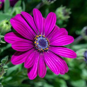 Osteospermum - Hybriden