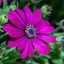 Osteospermum - Hybriden