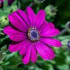 Osteospermum - Hybriden