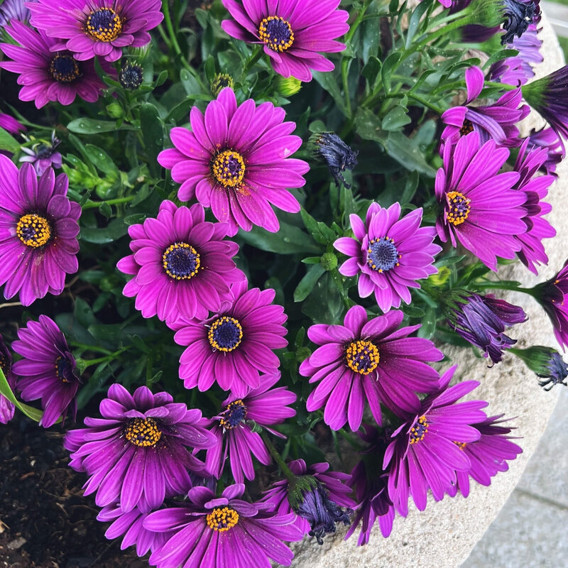 Osteospermum - Hybriden