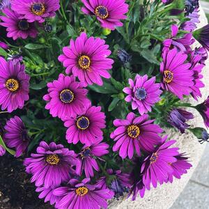 Osteospermum - Hybriden