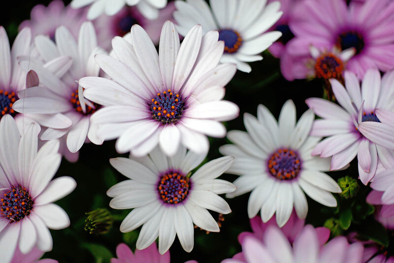 Osteospermum - Hybriden