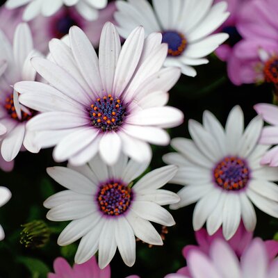 Osteospermum - Hybriden