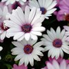 Osteospermum - Hybriden