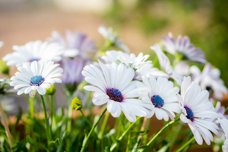 Osteospermum - Hybriden