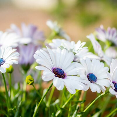 Osteospermum - Hybriden