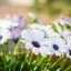 Osteospermum - Hybriden