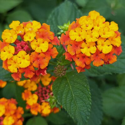 Lantana camara