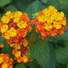 Lantana camara