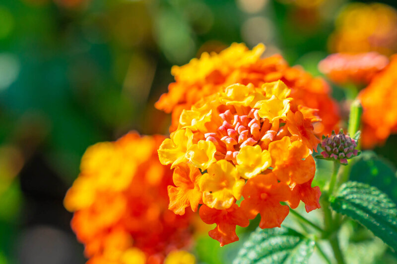 Lantana camara