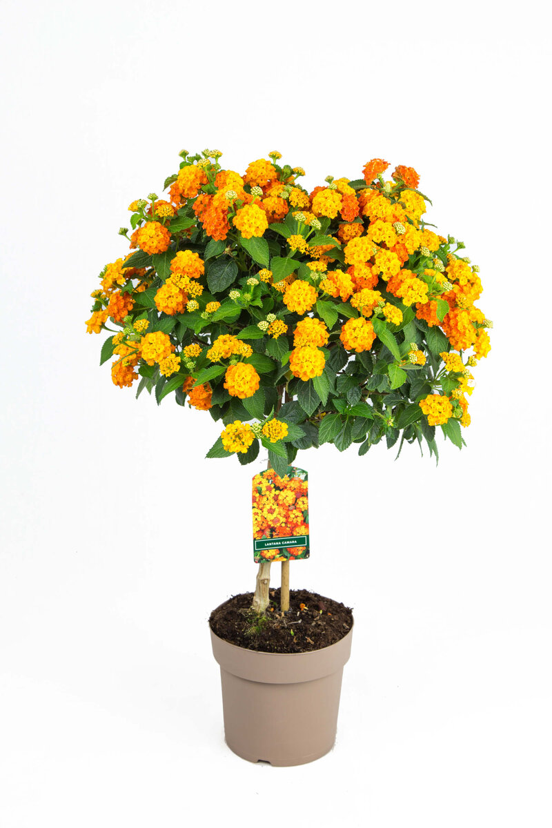 Lantana camara