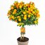 Lantana camara