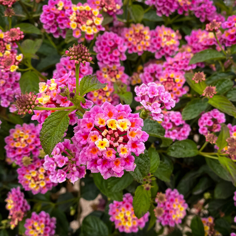 Lantana camara