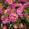 Lantana camara
