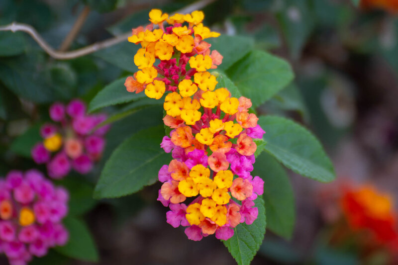 Lantana camara