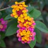 Lantana camara