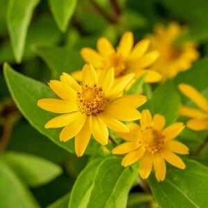 Sanvitalia procumbens 'Goldbini'