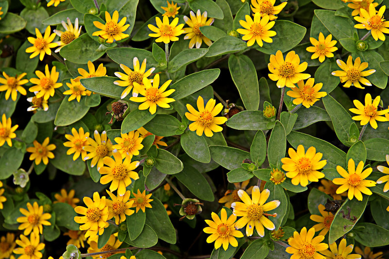 Sanvitalia procumbens 'Goldbini'