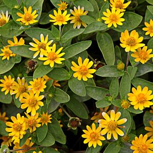 Sanvitalia procumbens 'Goldbini'