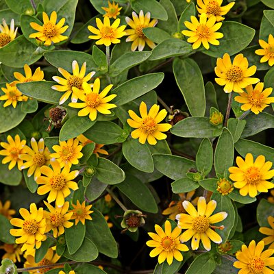 Sanvitalia procumbens 'Goldbini'