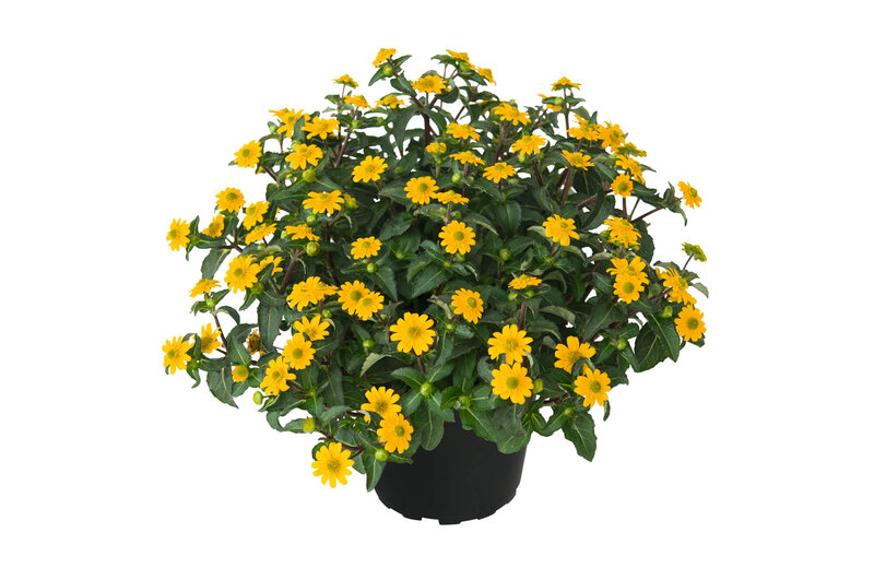 Sanvitalia procumbens 'Goldbini'