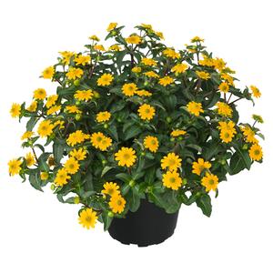 Sanvitalia procumbens 'Goldbini'