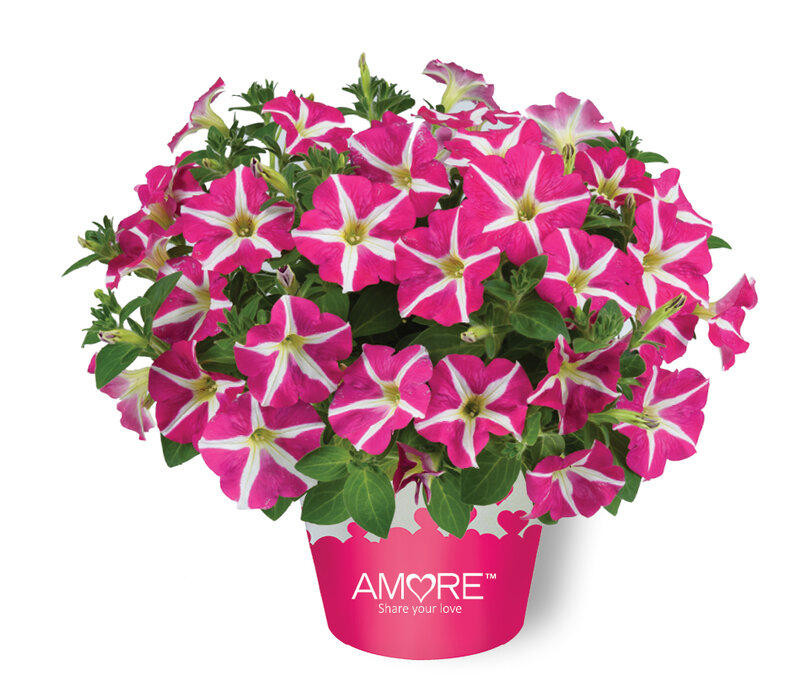 Petunia grandiflora 'Amore Pink Heart'