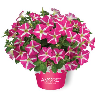 Petunia grandiflora 'Amore Pink Heart'