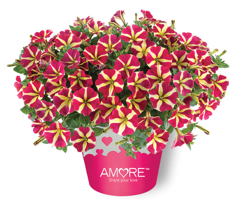 Petunia grandiflora 'Amore Mio Queen of Hearts'